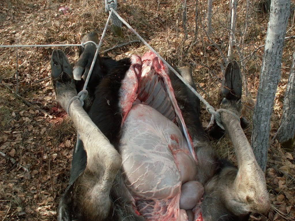 Tongue To Bum Cleaning Alberta Outdoorsmen Forum